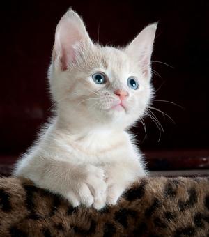 pexels pixabay 45201